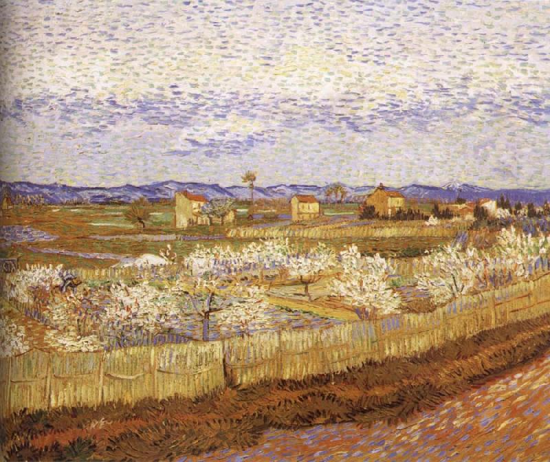 Vincent Van Gogh Blooming peach Spain oil painting art
